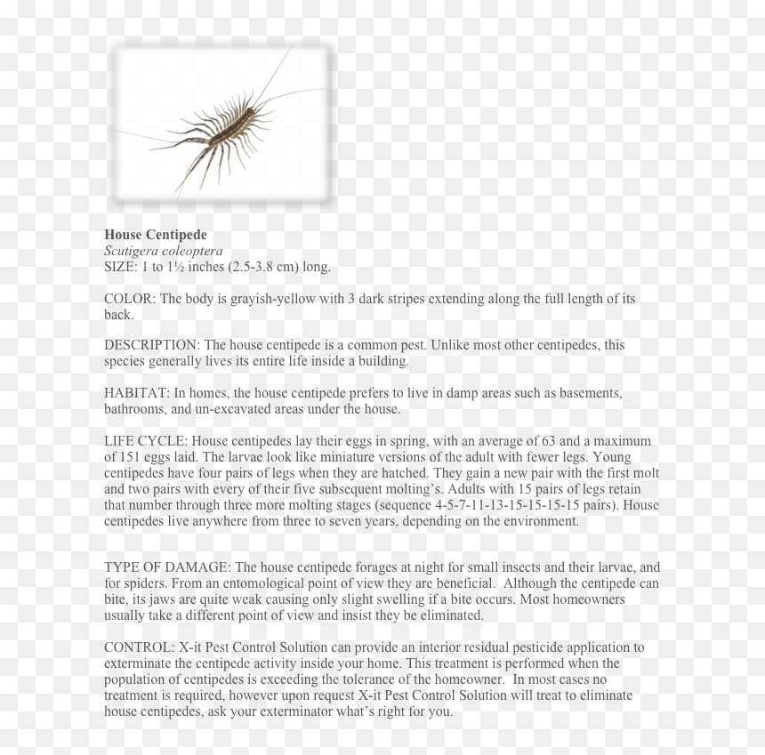 Document, HD Png Download - centipede png