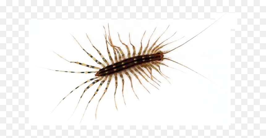 Centipede® Multipurpose Support Bora - Insect, HD Png Download - centipede png