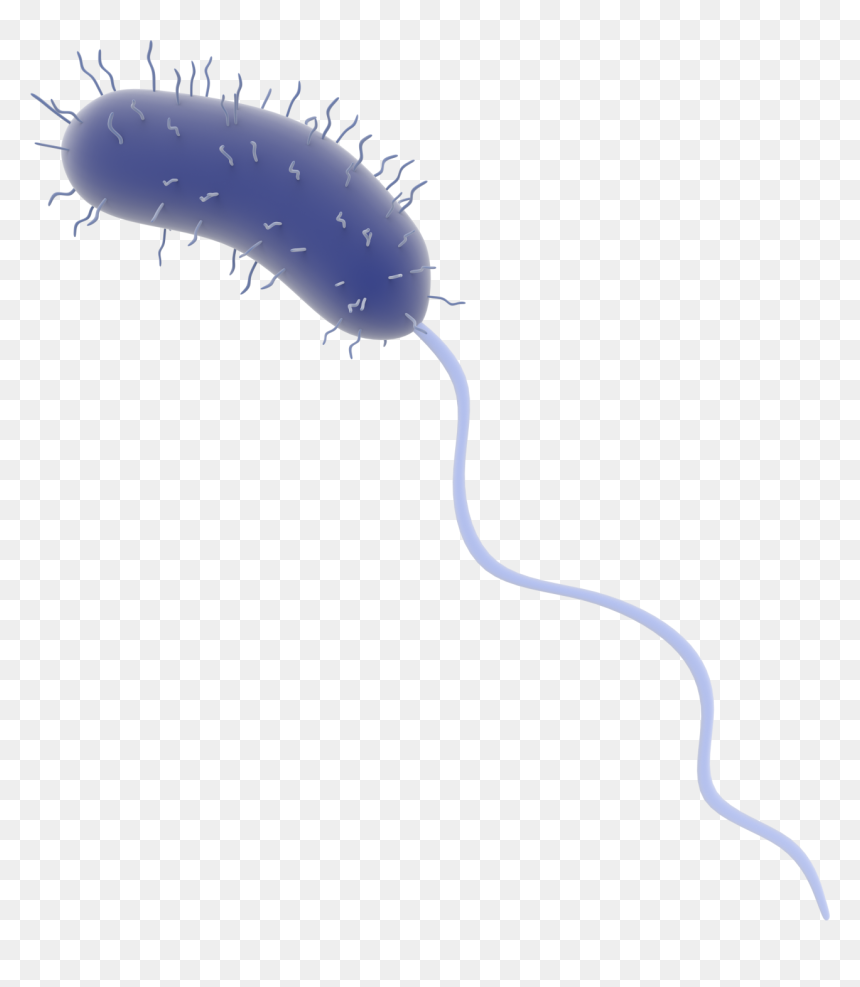 Insect, HD Png Download - centipede png