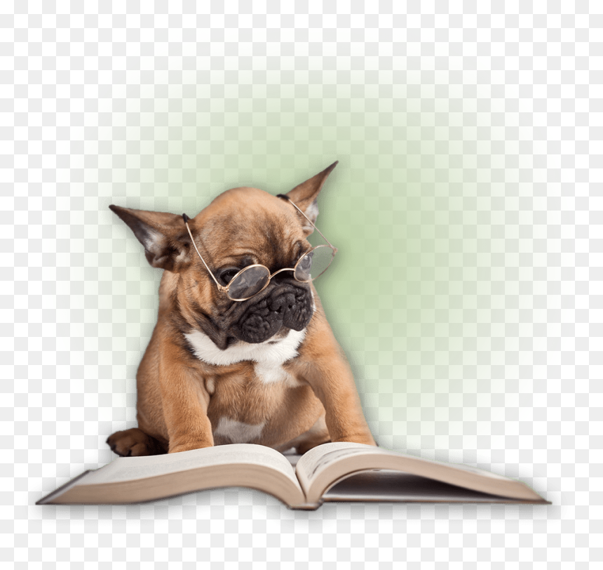 Dog Wearing Glasses Reading , Png Download - Dog Reading, Transparent Png - reading png