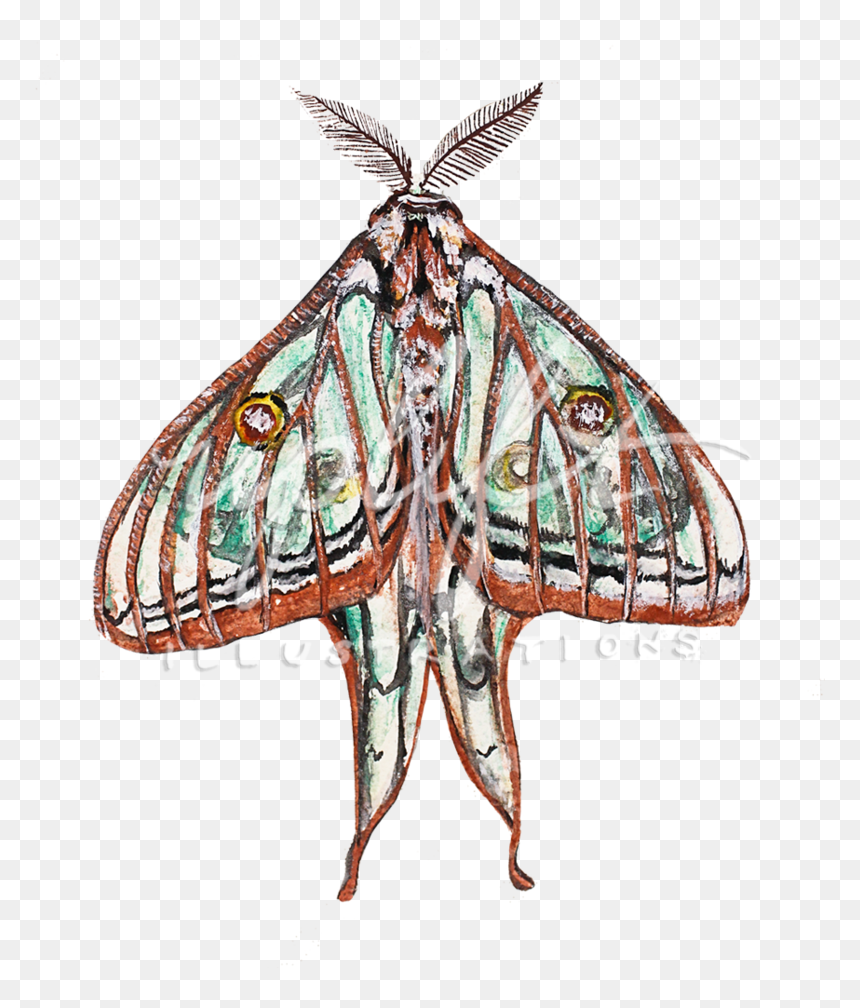 Luna - Moth, HD Png Download - luna png