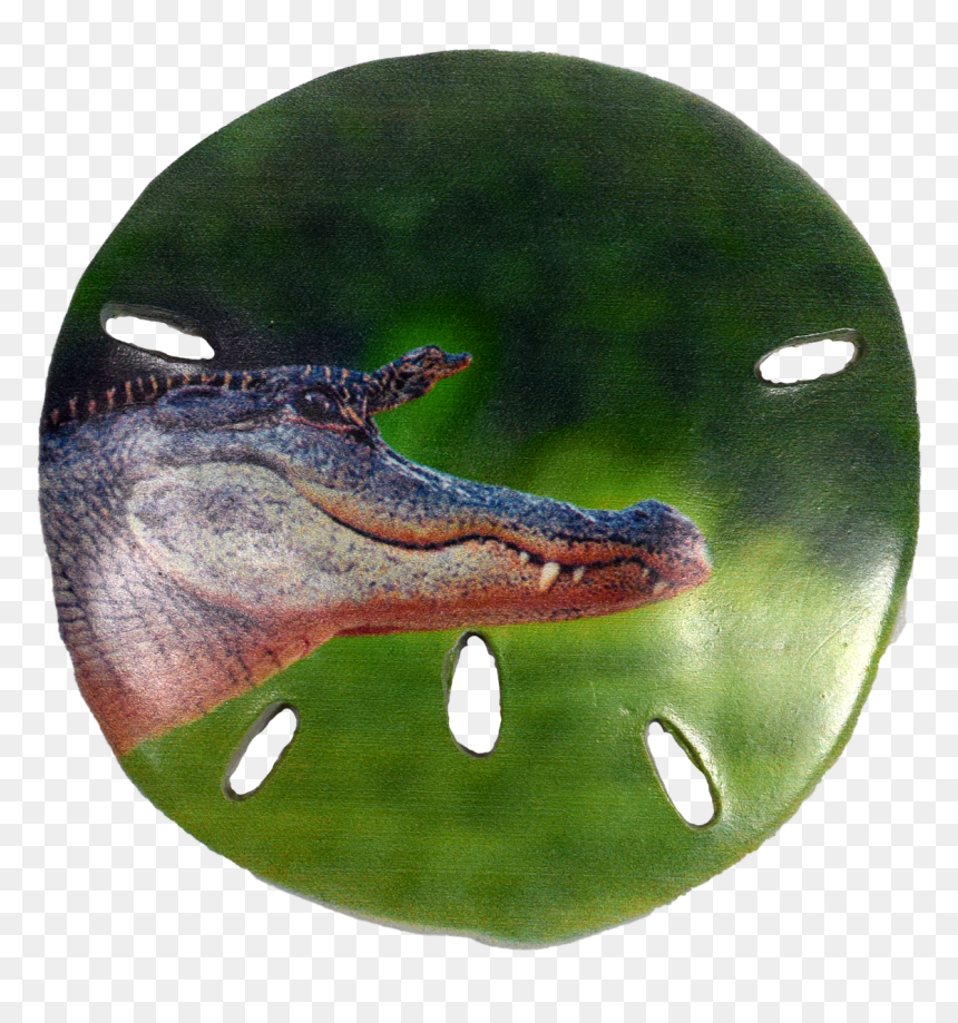 S1010-37 Sand Dollar Magnet 3" - Baby Alligator, HD Png Download - gator png