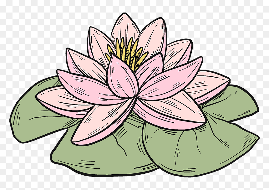 Pink Water Lily Clipart - Sacred Lotus, HD Png Download - water lily png