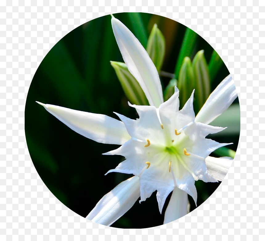 White Sea Daffodil - Water Lily, HD Png Download - water lily png