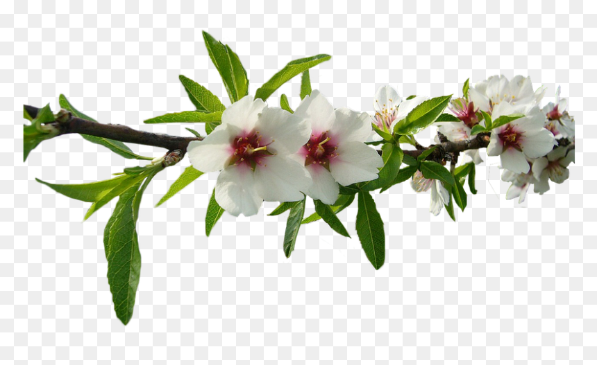 Almond Tree Flowers Png, Transparent Png - almond png