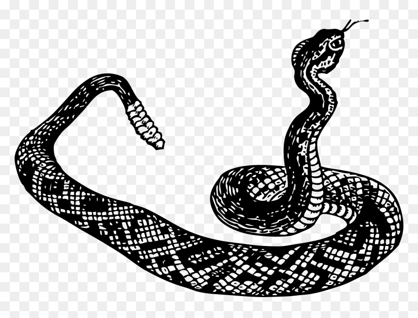 Clipart Snake Black Mamba, Clipart Snake Black Mamba, HD Png Download - snake head png