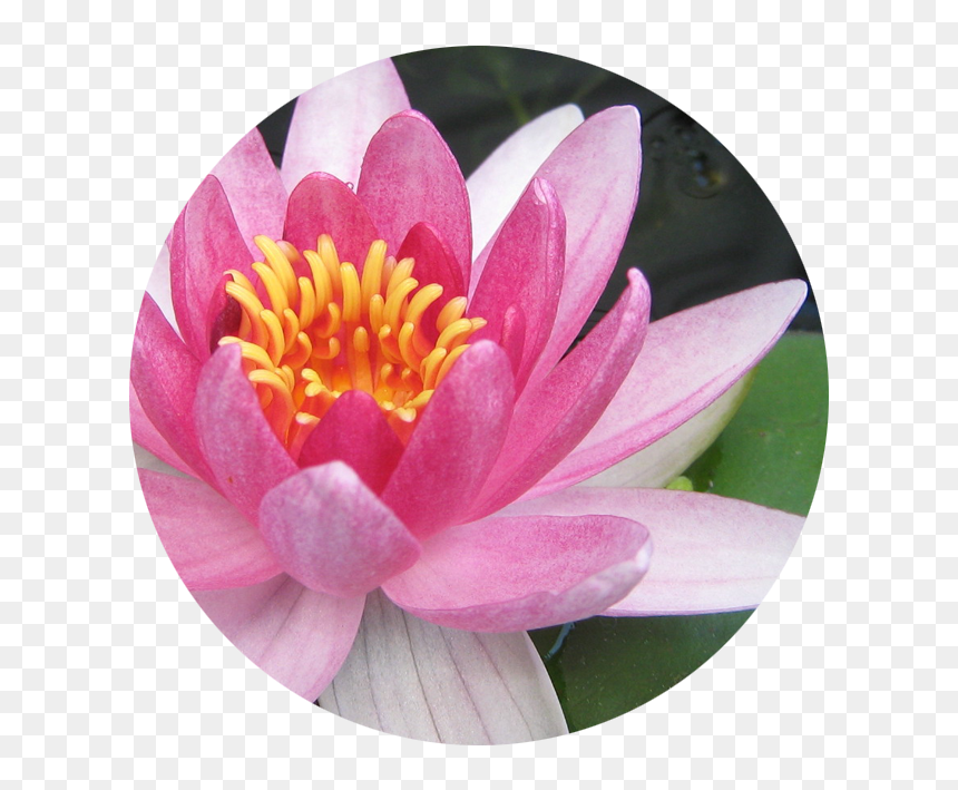 July Water Lily - Flower That Lives In Water, HD Png Download - water lily png