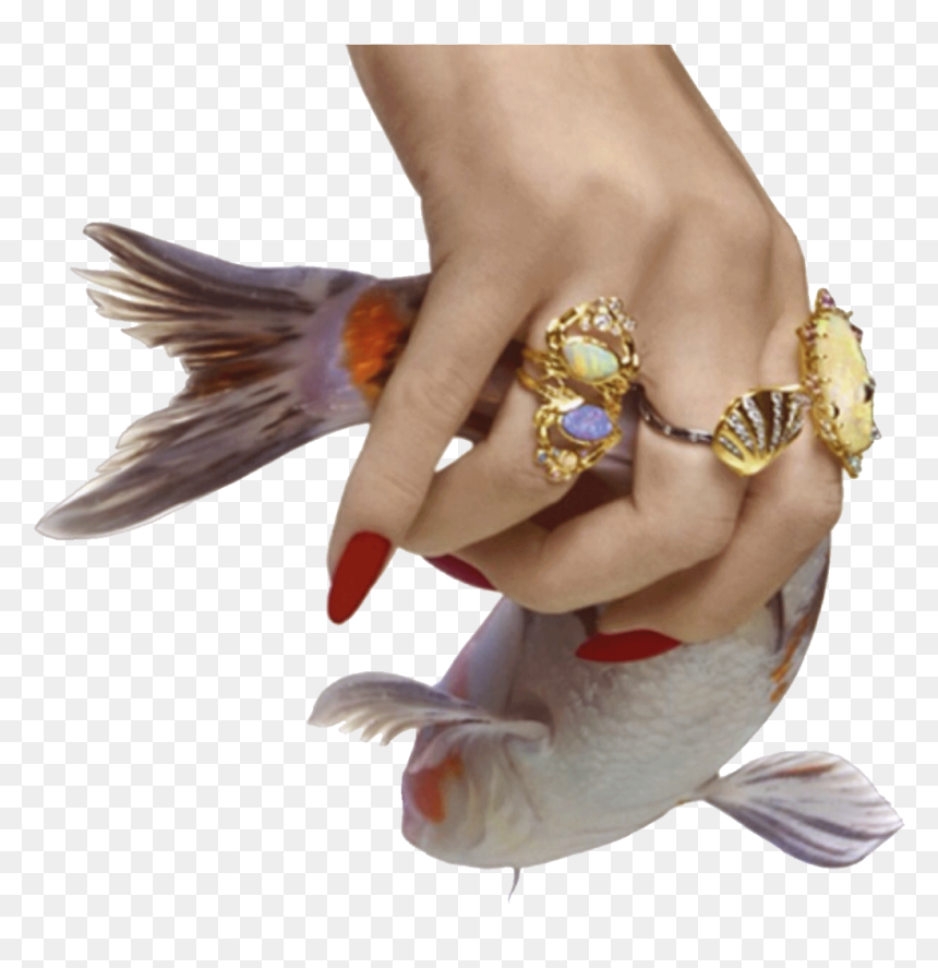 Fish With Hand Png, Transparent Png - venus png