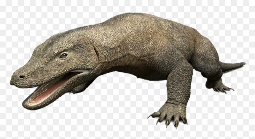 Komodo Dragon 3d Model - Komodo Dragon Png, Transparent Png - dragon.png