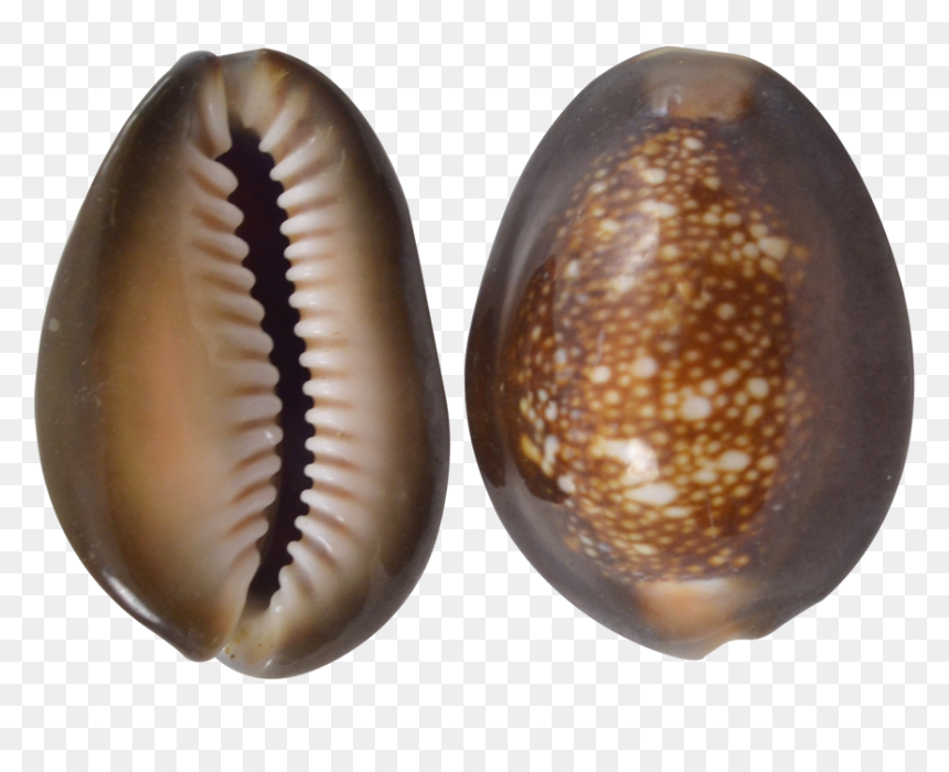 Snakehead Cowrie Craft Seashells 1-1 - Insect, HD Png Download - snake head png