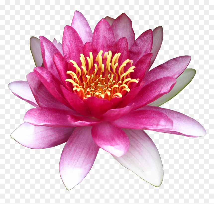 Flower Water Lily Clip Art - Clip Art, HD Png Download - water lily png
