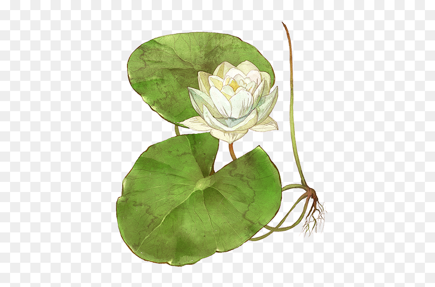 Sacred Lotus, HD Png Download - water lily png