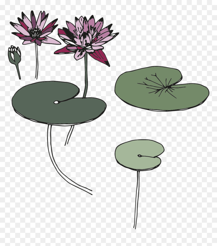 Sketching - Water Lily, HD Png Download - water lily png