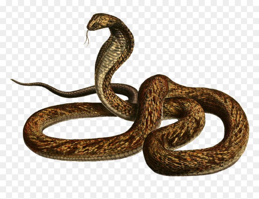 Snake, HD Png Download - serpent png