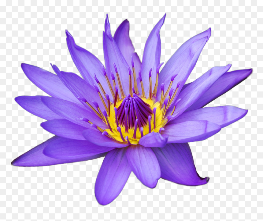 Clip Art, HD Png Download - water lily png