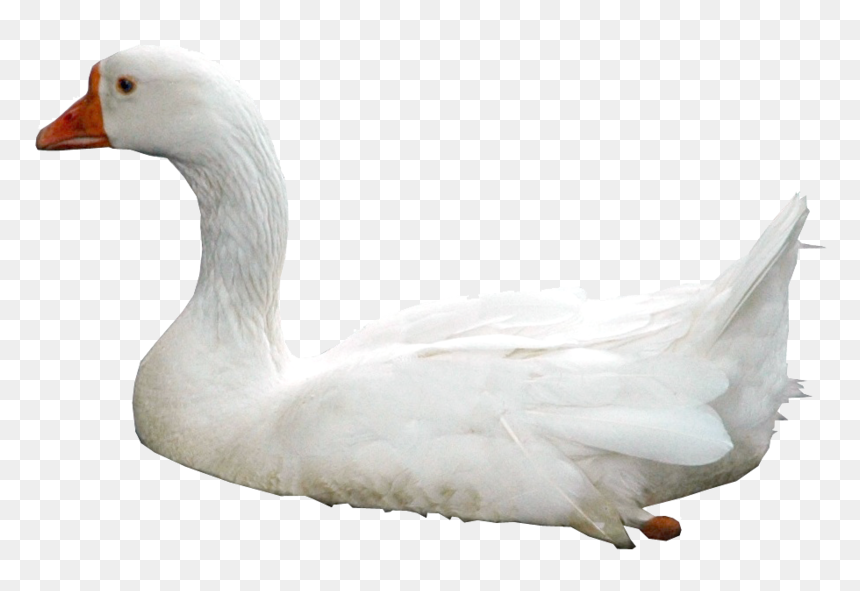 Swan Png Photos - Swans Png, Transparent Png - swan png