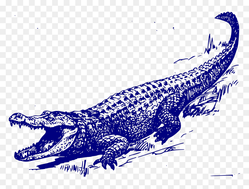 Alligator Drawing, HD Png Download - gator png