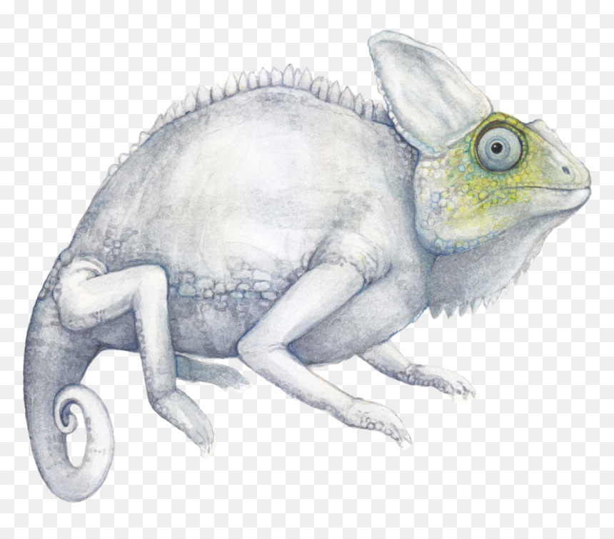Albino Chameleon , Png Download - Albino Chameleon, Transparent Png - chameleon png