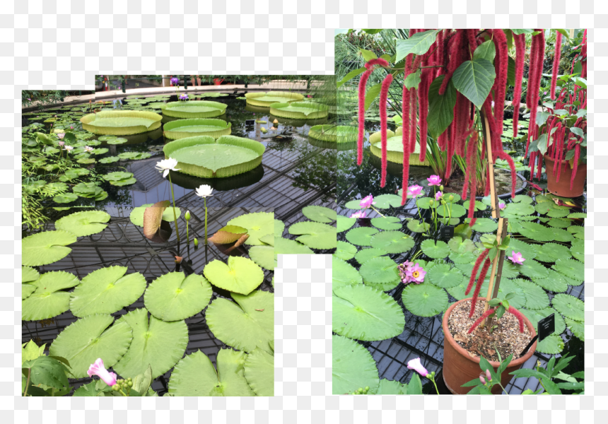 Fish Pond Clipart , Png Download - Fish Pond, Transparent Png - pond png