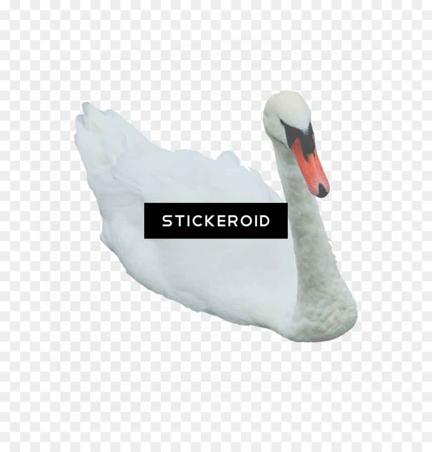 Swan , Png Download - Swan, Transparent Png - swan png