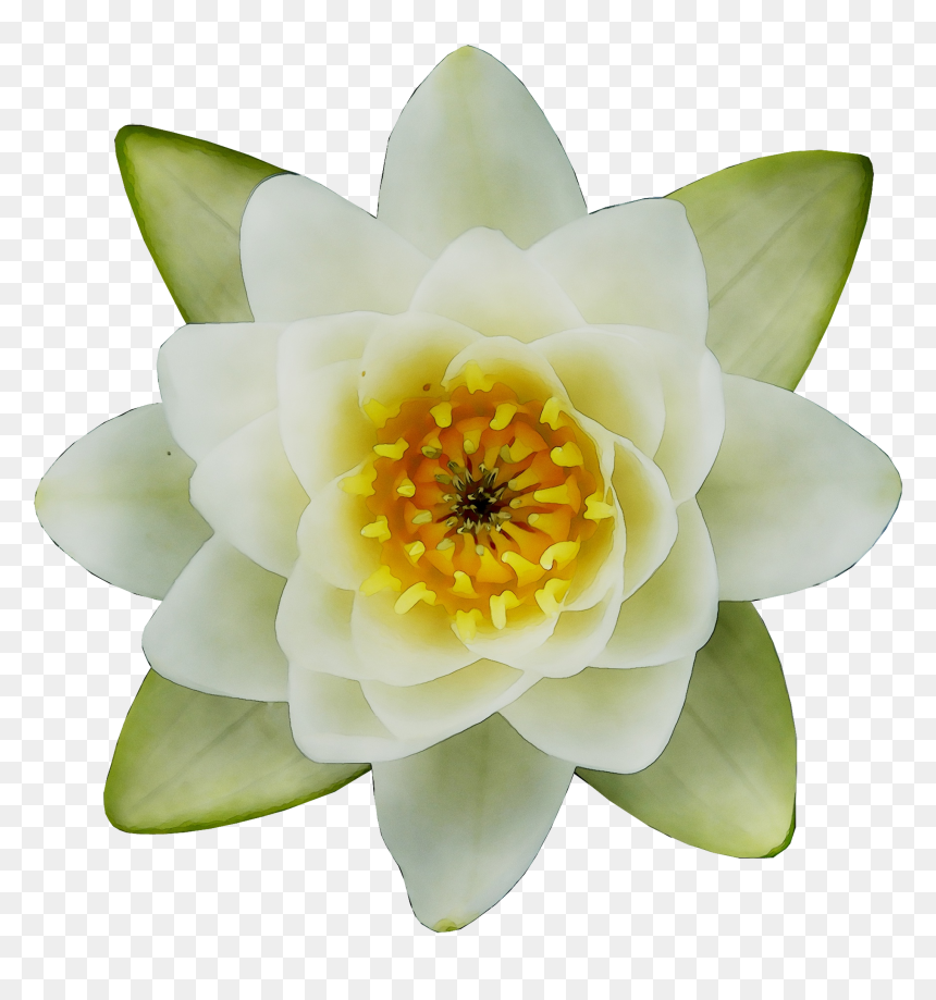 Plants Proteales Aquatic Download Free Image Clipart - Water Lily Top Png, Transparent Png - water lily png