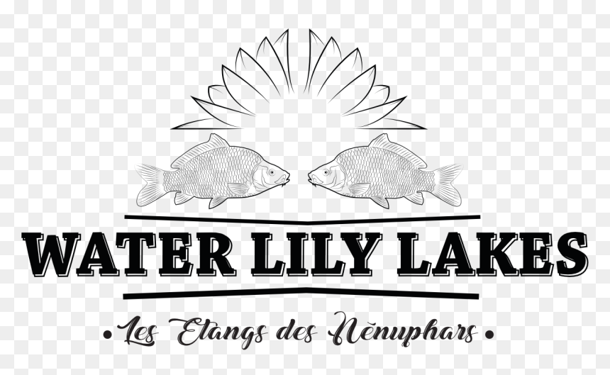 Illustration, HD Png Download - water lily png
