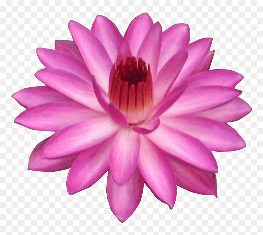 Sacred Lotus, HD Png Download - water lily png