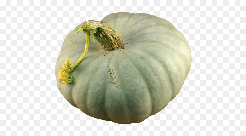 Gourd, HD Png Download - squash png