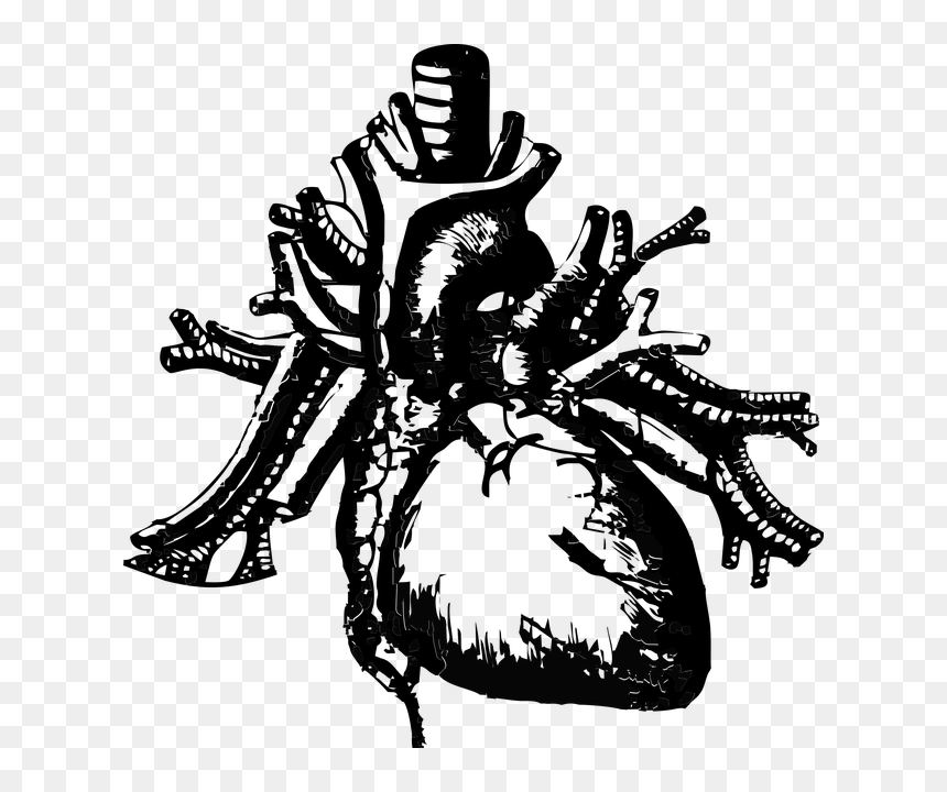 Image Of An Anatomical Heart - Transparent Background Heart Anatomy Png, Png Download - anatomical heart png