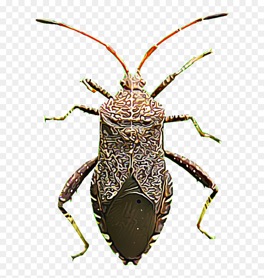 Jewel Beetles, HD Png Download - squash png