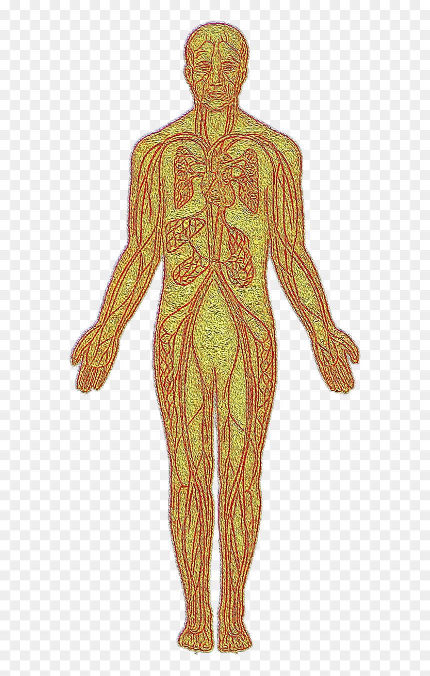 Anatomical Heart Png, Transparent Png - anatomical heart png