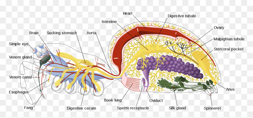 Spider Internal Anatomy-en - Anatomy Spider, HD Png Download - anatomical heart png
