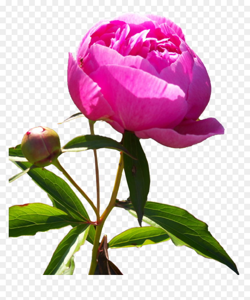Peonies, Drawing - Paenia Png, Transparent Png - peonies png