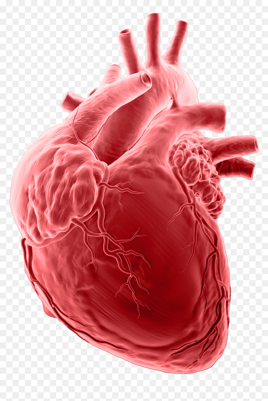 Collaborative Imaging Brain - Nhồ Máu Cơ Tim, HD Png Download - anatomical heart png