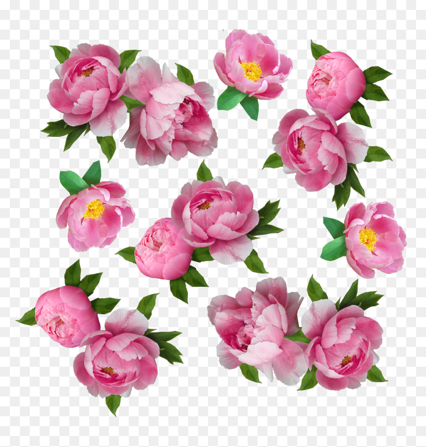 My Next Step Was To Make The Flowers Look More Like - Flower, HD Png Download - peonies png