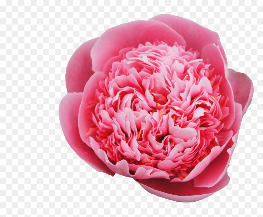 Common Peony, HD Png Download - peonies png