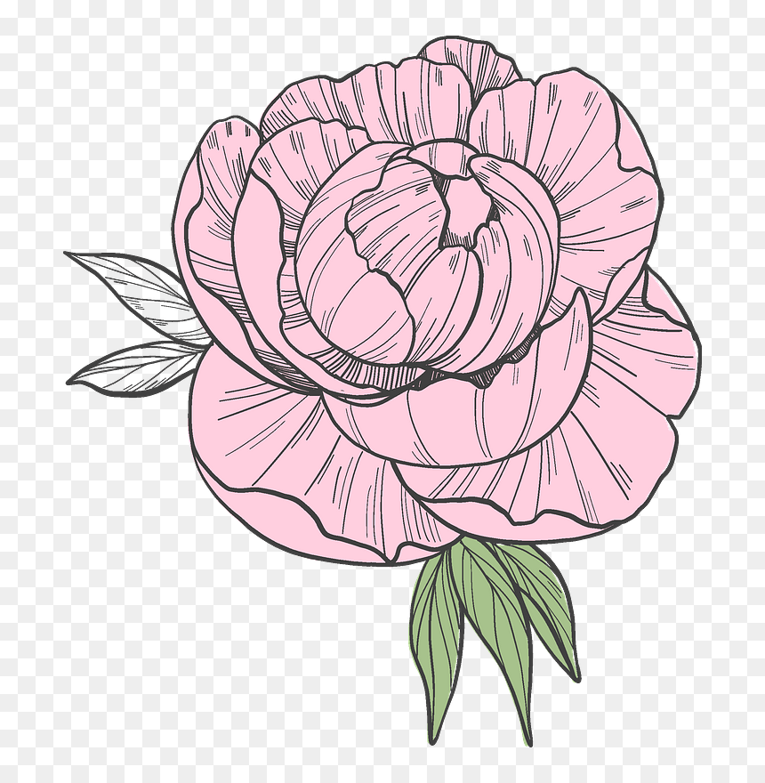 Peony Clipart - Persian Buttercup, HD Png Download - peonies png