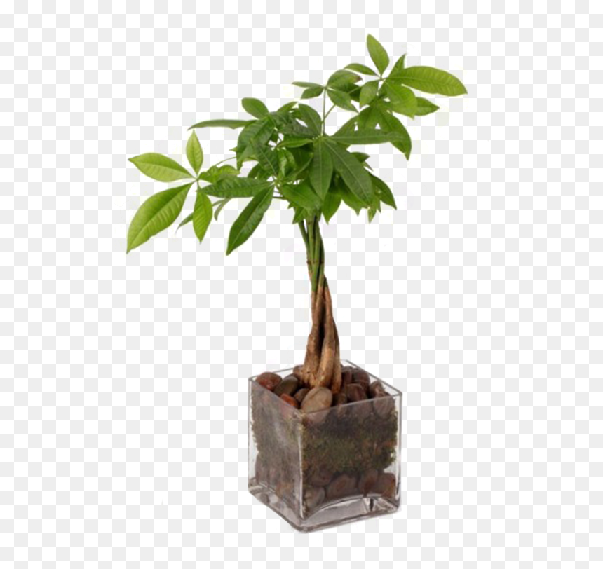 Money Tree Money Plant , Png Download - Money Tree Money Plant, Transparent Png - money tree png