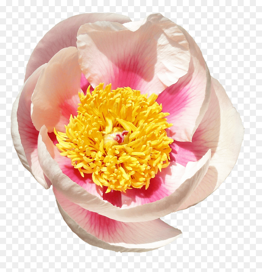 Common Peony, HD Png Download - peonies png