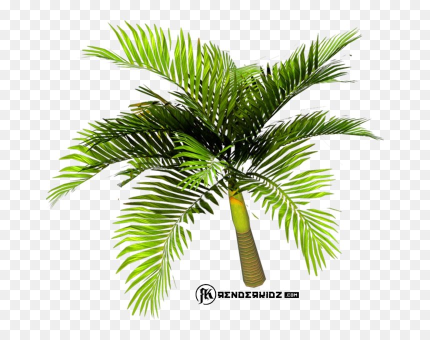 Roystonea, HD Png Download - palm tree emoji png