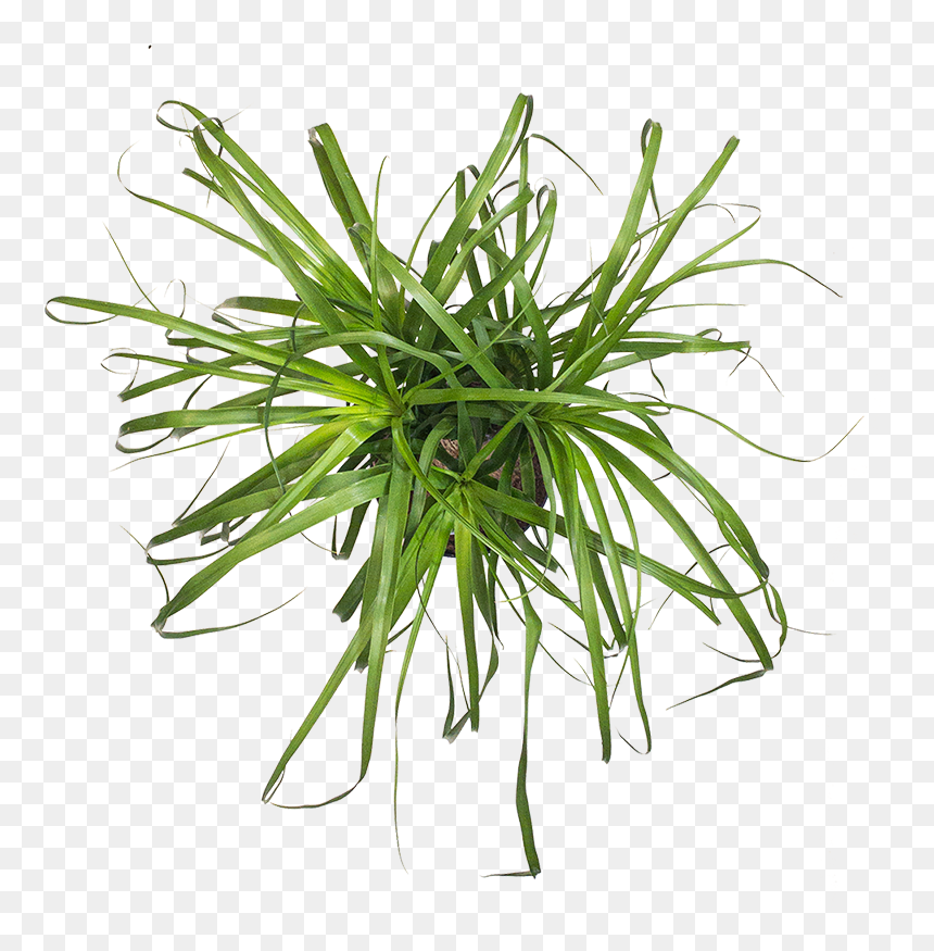 Ponytail Palm - Grass, HD Png Download - ponytail png
