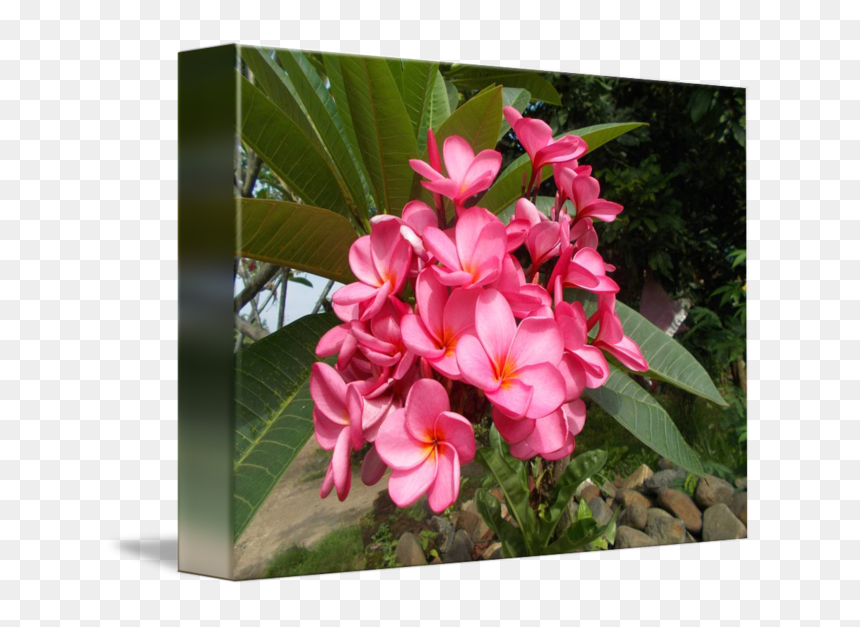Frangipani, HD Png Download - plumeria png
