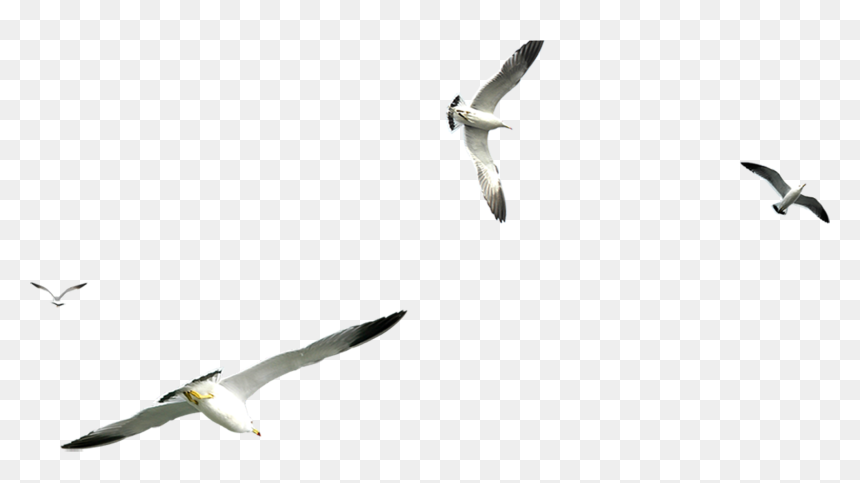 Flight Gulls Airplane - Flying Seagull Transparent Background, HD Png Download - seagulls png