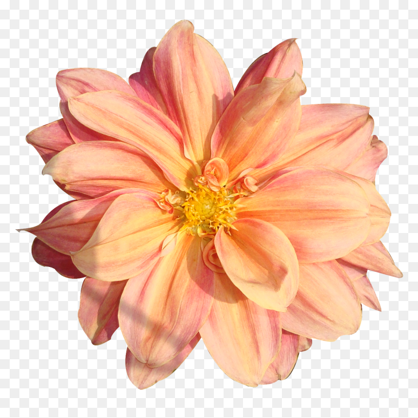 Peach Flower Clipart Real Flower - Real Flowers Png Transparent, Png Download - flower pngs