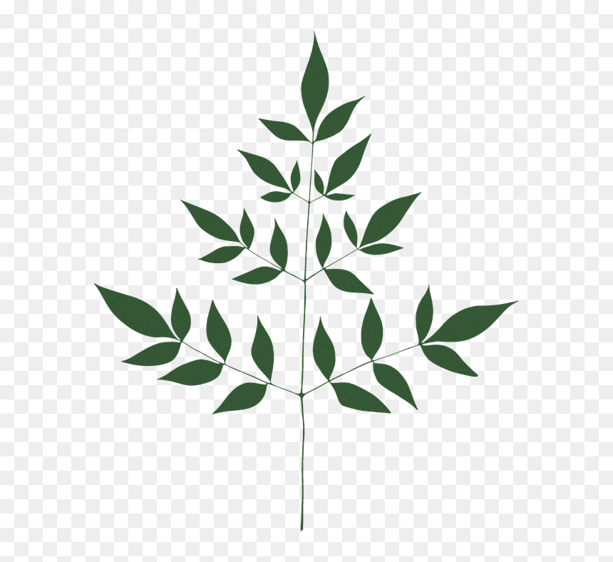 Illustration, HD Png Download - leave png