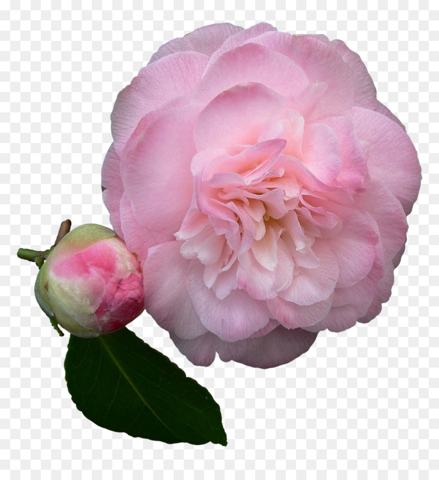 Pink Rose Petals Png, Transparent Png - pink rose petals png