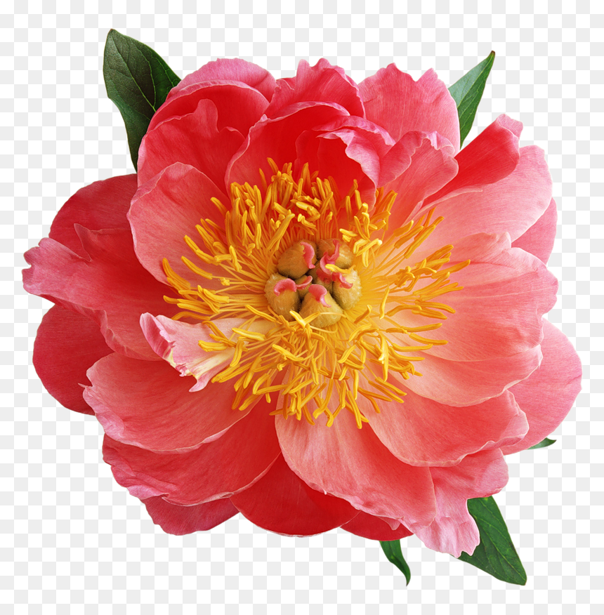 Mais Flores Png - Пион Строение Цветка, Transparent Png - flor png