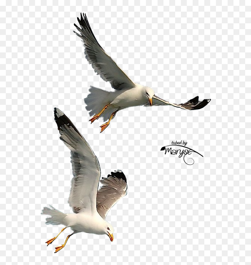 Free Download Seagulls Flying Png Clipart Gulls Bird - Seagulls In Flight Png, Transparent Png - seagulls png