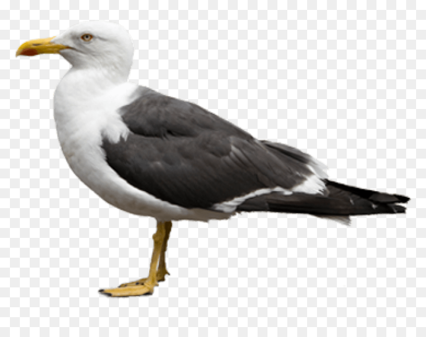 Gull Png Free Images - Gulls Png, Transparent Png - seagulls png