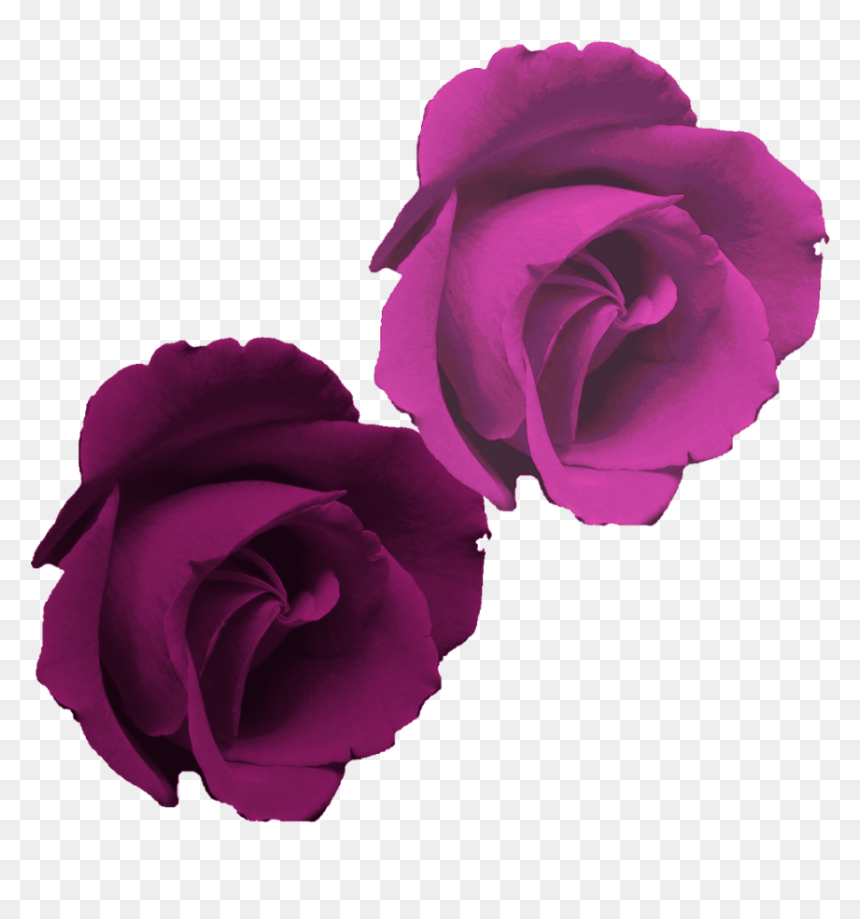 Rosa Morada Flor Png , Png Download - Rose, Transparent Png - flor png